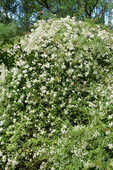 Rose,  Wildrose, Büschel-Rose, Rosa multiflora