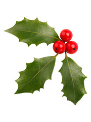 holly and berries