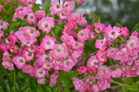 Rose, Rosa, Strauchrose, Mozart