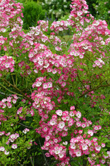 Obraz premium Rose, Rosa, Strauchrose, Mozart
