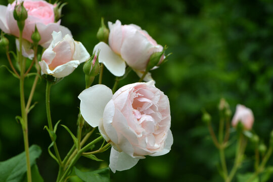 Rose, Rosa, Englische Rose, Heritage