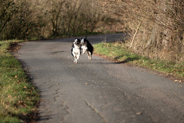 zwei Border Collie Hunde tricolor spielen auf der Stra&szlig;e und jagen sich wegen einem Stock 