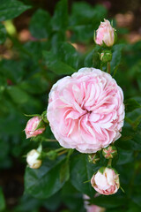 Rose, Rosa, Beetrose, Märchenland