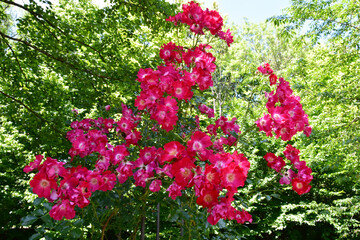 Rose, Rosa, Kletterrose, Dortmund