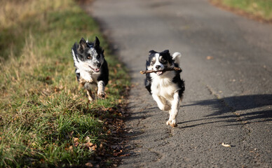 zwei Border Collie Hunde tricolor spielen auf der Stra&szlig;e und jagen sich wegen einem Stock 