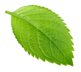 Leaf macro studio photo transparent. Exotic leaves isolated PNG.