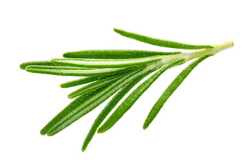 Rosemary isolated on white background. Fresh rosemary. Rosemary full macro. No AI