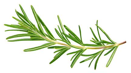 Fototapeta premium Fresh green rosemary isolated on a white background. Rosemary twig top view. Rosemary full macro photo