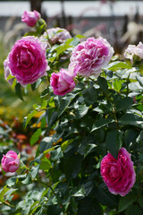 Rose, Rosa, Beetrose, Fräulein Maria