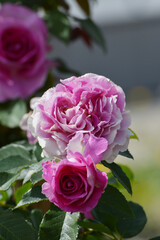 Rose, Rosa, Beetrose, Fräulein Maria