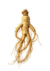 Ancient, gnarled, light brown ginseng root, human-like, delicate secondary roots, centered on transparent background with copy space, macro, shadowless, concept of traditional herbal medicine