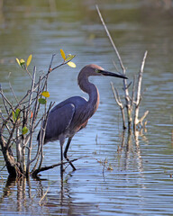 A beautiful reddish egret wading in the shallow water of a wetland