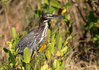 Green heron perched on a branch in natural habitat, looking alert and focused