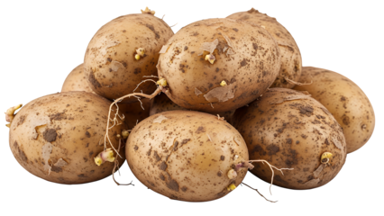 Pile of natural organic raw potatoes with visible soil particles and small sprouts, freshly harvested and ultra-realistic, clearly isolated on transparent background