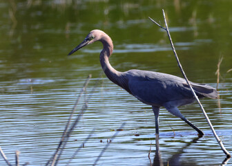 Reddish egret wading in shallow water, hunting for food in its natural habitat