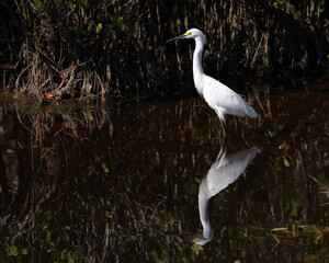 Snowy egret standing in water with reflection in natural habitat