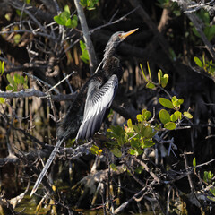 Anhinga bird perched on a branch in its natural habitat