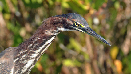 Close-up of a green heron with striking yellow eyes and a long beak