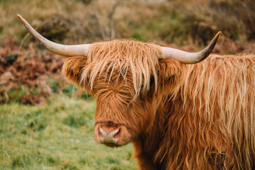 The majestic furry Scottish Highland Cows. The image focuses on the animal's distinctive features: the long, shaggy coat (hairy coo), characteristic long, curved horns and soft eyes