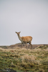 Obraz premium A female Red Deer (hind) standing alert in the vast, wild landscape of the Scottish Highlands. The deer is framed on top of the dry autumn grass-covered hills