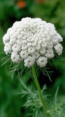 Beautiful close-up of queen anne's lace flowers displaying intricate white blossoms with long green leaves in a garden setting during daylight hours