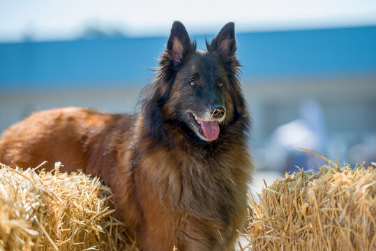 Belgian Tervuren dog looking for rats in the straw