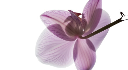 Delicate pink orchid petal with visible veins backlit isolated on a transparent background flower