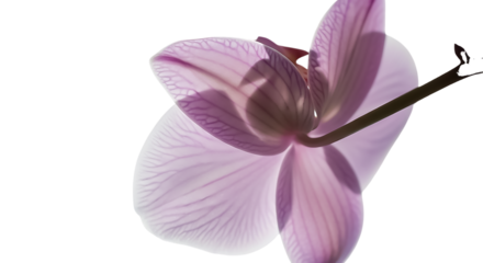 Delicate pink orchid petal with visible veins backlit isolated on a transparent background flower