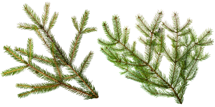 Spruce branch on a transparent background.