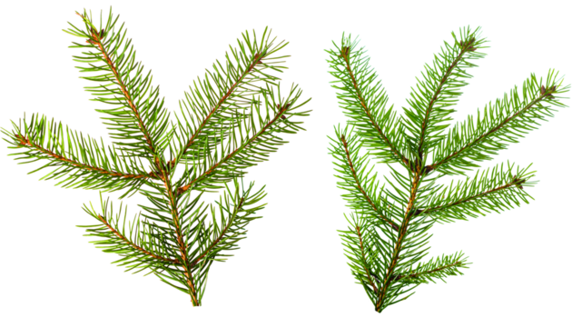 Spruce branch on a transparent background.