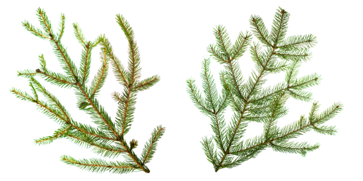 Spruce branch on a transparent background.