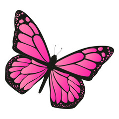 Detailed pink butterfly vector