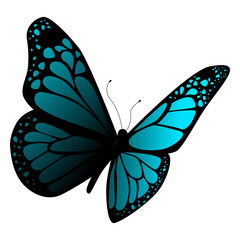 Detailed blue butterfly vector