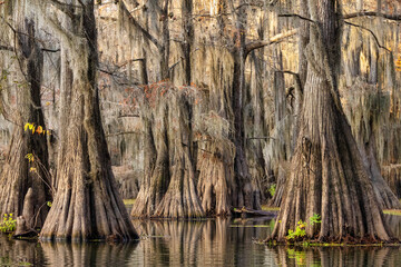 Bald Cypress Trees Caddo Lake Autumn