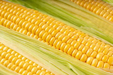 Sweet corn ears closeup. Fresh maize cob macro texture, autumn sweetcorn, corncob close up