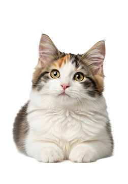 extremely fluffy calico cat with brilliant amber eyes and long silky fur, lying prone on a clean high-key white background, medium close-up, concept for pet product advertisement