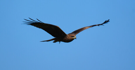 Black Kite (Milvus migrans) in Flight – Soaring Raptor with Wide Wings Spread Against Clear Sky