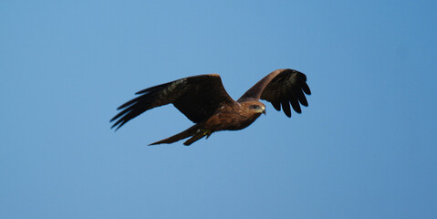 Black Kite (Milvus migrans) in Flight – Soaring Raptor with Wide Wings Spread Against Clear Sky