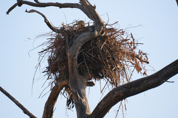 Golden Eagle (Aquila chrysaetos) Nest on Dead Tree – Large Raptor Nest Built on Dry Tree Top in Natural Mountain Habitat