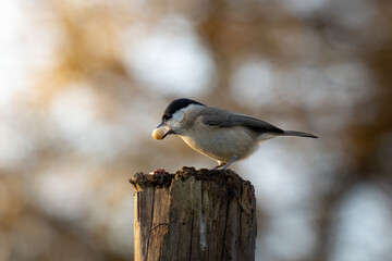Close-up of a marsh tit (Poecile palustris) perched on a weathered wooden post holding a peanut in its beak. Warm natural light and soft blurred forest background. Perfect for wildlife, nature, and bi