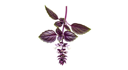 Closeup of purple basil plant isolated on transparent background, showcasing leaves
