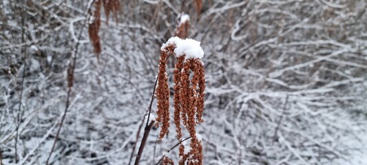 Snow-covered plant in a winter landscape showcasing nature's beauty during a peaceful moment
