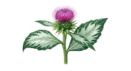 Beautiful thistle flower with purple petals isolated on transparent background
