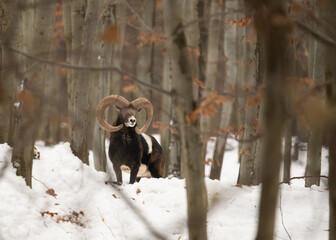 Dorosły tryk muflona stojący na śniegu w naturalnym, zimowym środowisku. Zwierzę ukazane w pełnej sylwetce, z wyraźnie widocznymi skręconymi rogami i charakterystycznym umaszczeniem. Fotografia przyro