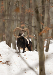 Dorosły tryk muflona stojący na śniegu w naturalnym, zimowym środowisku. Zwierzę ukazane w pełnej sylwetce, z wyraźnie widocznymi skręconymi rogami i charakterystycznym umaszczeniem. Fotografia przyro