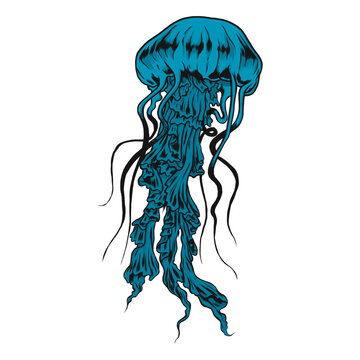 Medusa jellyfish illustration