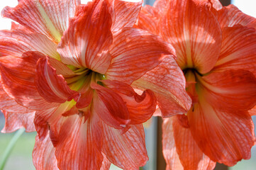 A close-up photograph capturing the vibrant beauty of two large Amaryllis (Hippeastrum) flowers in full bloom. The petals display a striking pattern of bright orange 