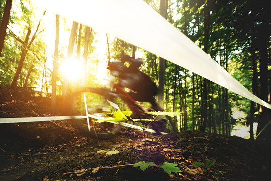Mountain biker racing past young forest plant with warm sunlight and motion blur. Contrast of speed and delicate nature. Outdoor sport and environmental concept