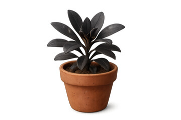 Obraz premium Potted black leaf plant with an earthy terracotta pot and dark foliage, an isolated exotic indoor houseplant