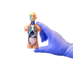 Assistance and medical insurance. Health and disease, treatment, annual medical checkup. the hand holds a human anatomical model